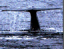Whale in the Channel